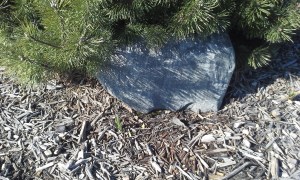 Can you see it?  There!  Pushing its way through the thawing ground.  It's my first glimpse of Spring!